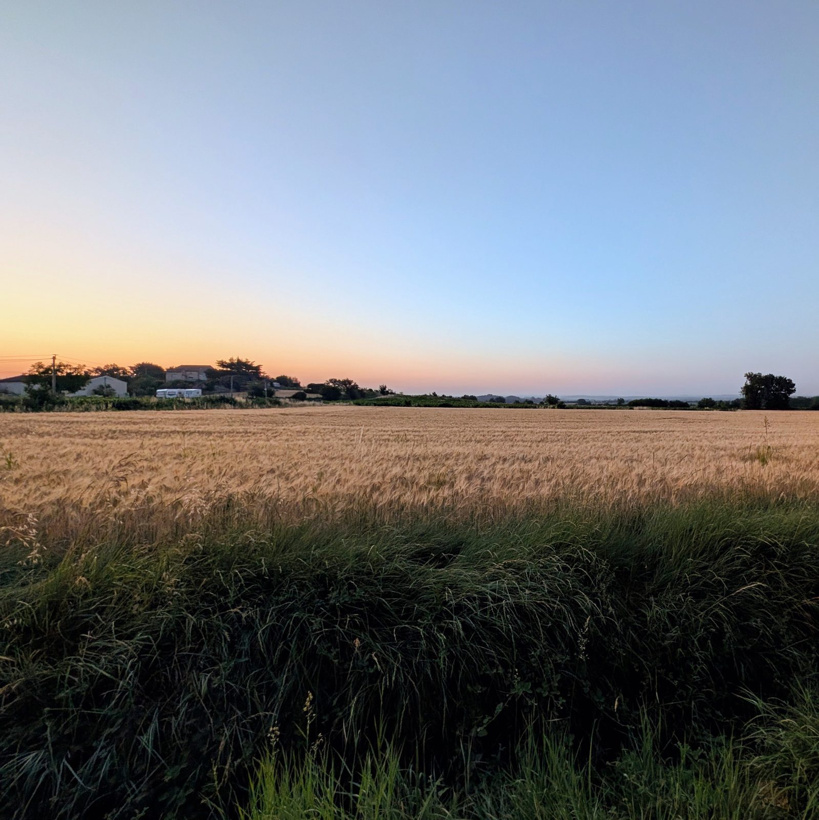 Champ d'orge doré à l'aube, ciel orangé sur l'horizon