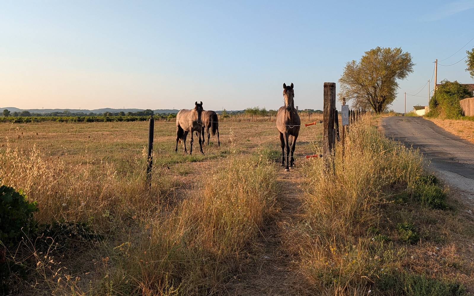 Trois chevaux dans un pré à l'aube près de Sauzet ; l'un d'eux me reconnaît.