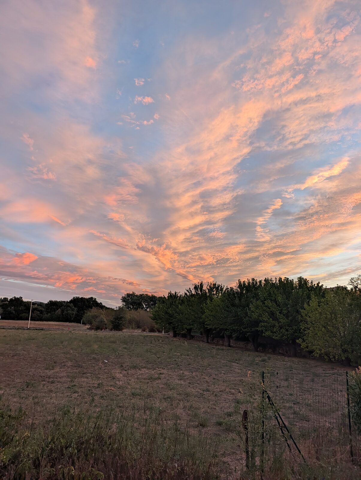 Ciel du matin strié de nuages roses et orange au-dessus d&rsquo;un champ sec et d&rsquo;une rangée d&rsquo;arbres fruitiers.