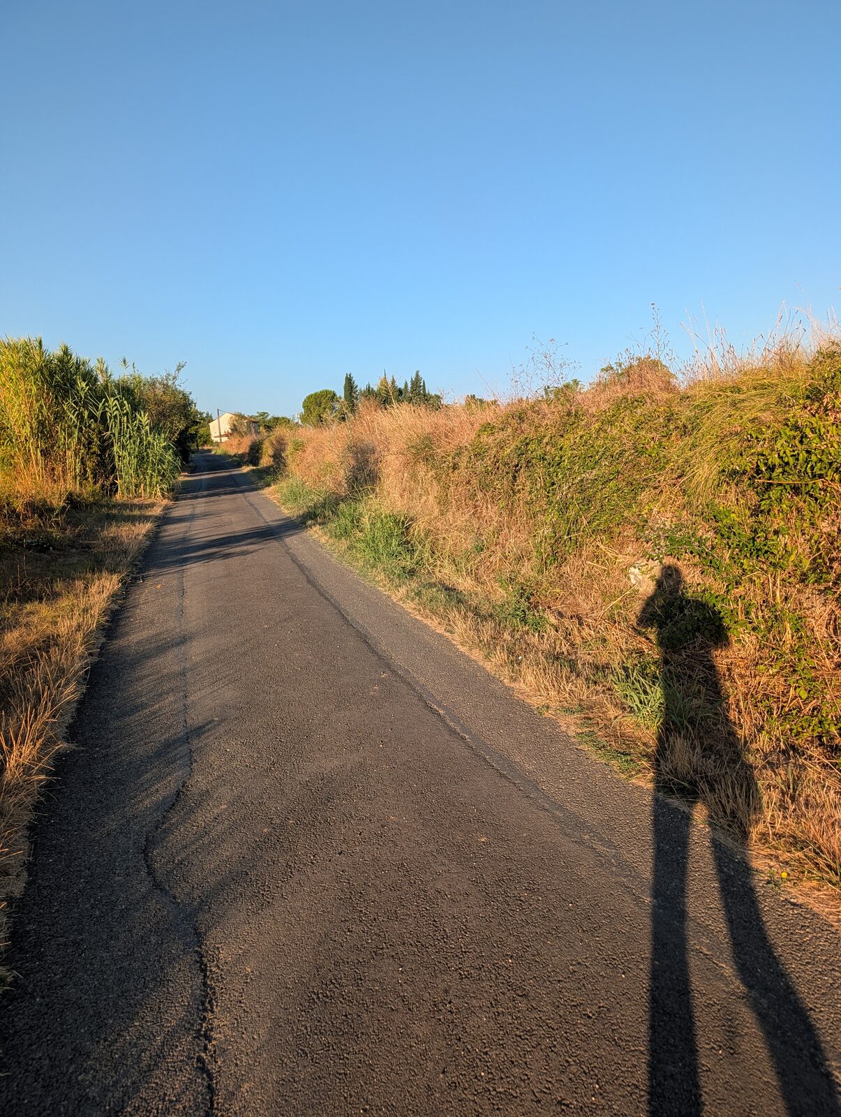 Un petit chemin goudronné de campagne dans le Gard au lever du jour, bordé de cannes de Provence et de haies sèches, ciel bleu franc ; mon ombre allongée par le soleil rasant se projette sur la route.