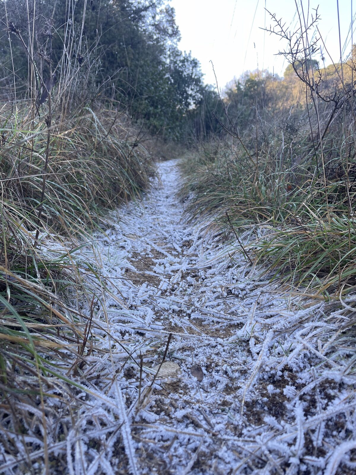 Un sentier monotrace serpente dans les hautes herbes givrées d&rsquo;un matin d&rsquo;hiver, le givre blanchit toute la trace.