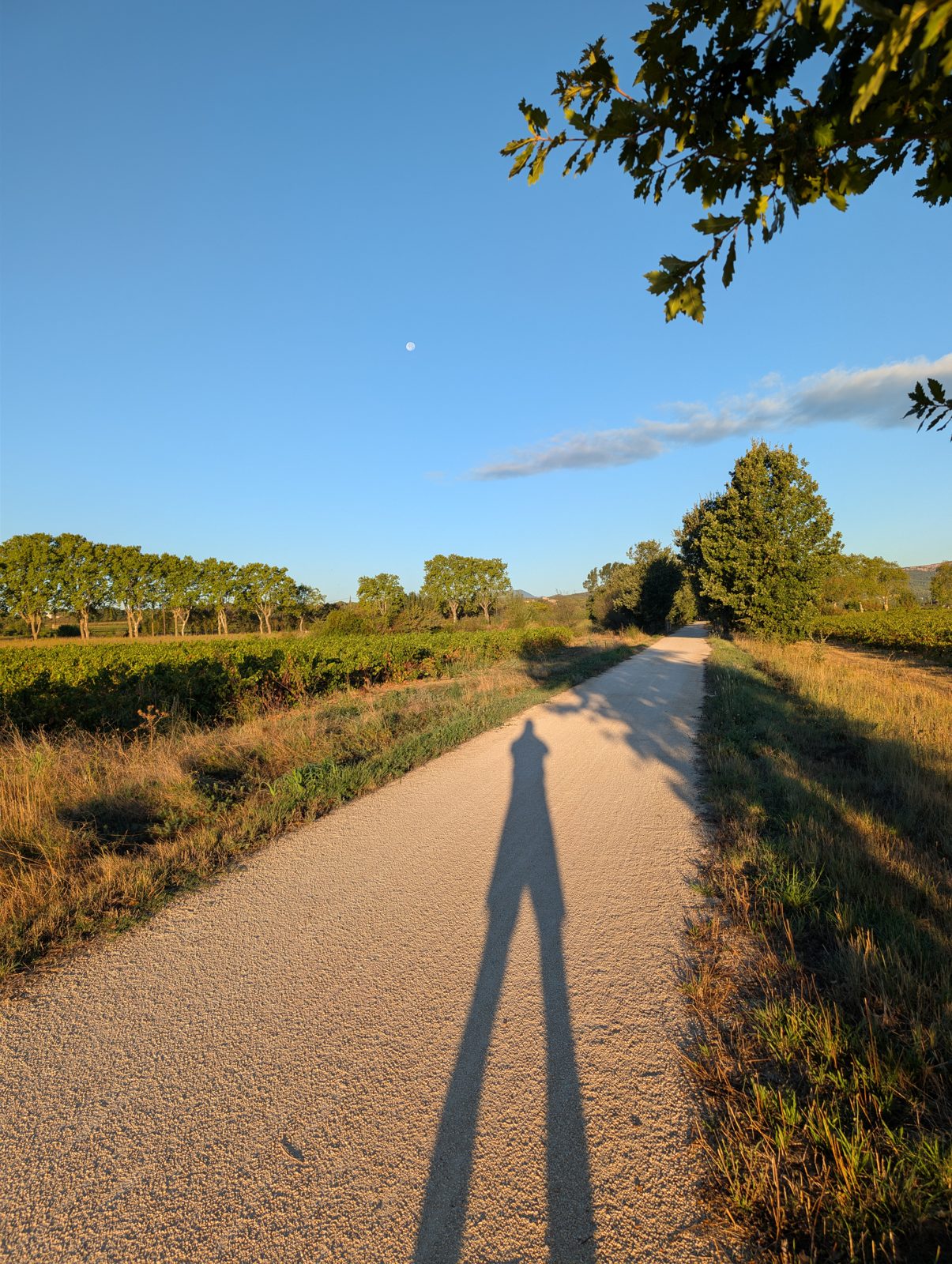 Ombre longue du coureur projetée sur une voie verte en gravier clair, entre vignes et platanes, sous un ciel bleu de début de matinée avec la lune encore visible.
