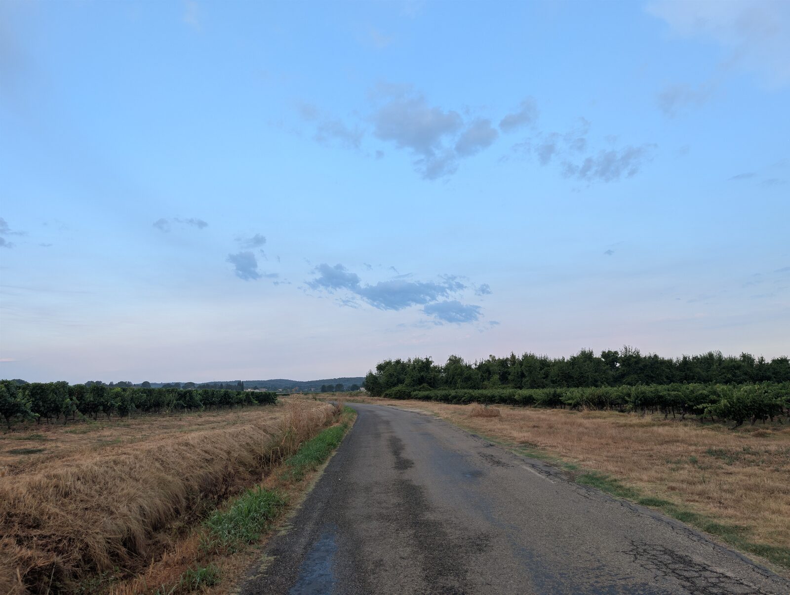 Une petite route de campagne bien droite au petit matin dans le Gard, bordée de vignes et de vergers, herbes sèches dorées sur les côtés, ciel bleu pâle strié de nuages fins, collines à l'horizon.