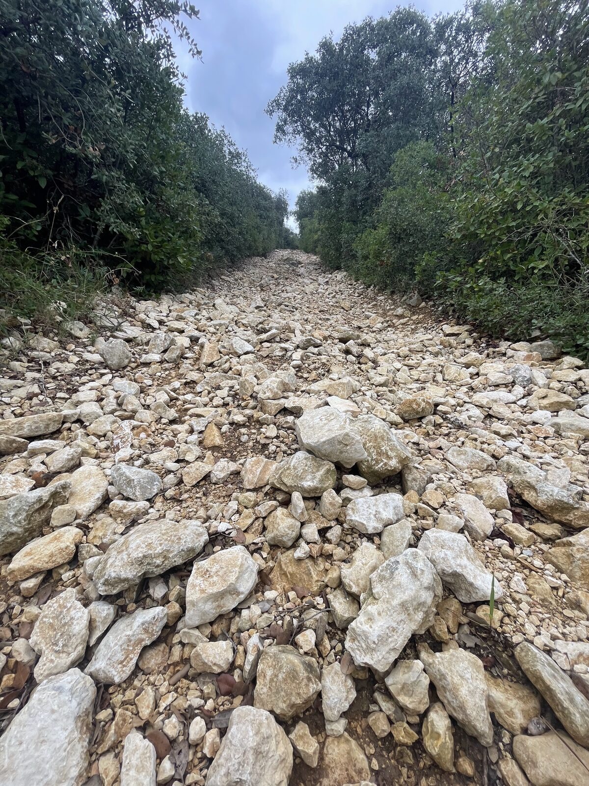 Un sentier de trail jonché de gros cailloux calcaires blancs monte entre deux haies de végétation.