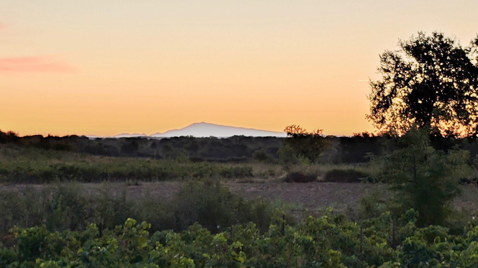 Le mont Ventoux en silhouette à l'horizon, derrière un champ et des rangs de vigne, sous un ciel orangé d'avant-lever de soleil.