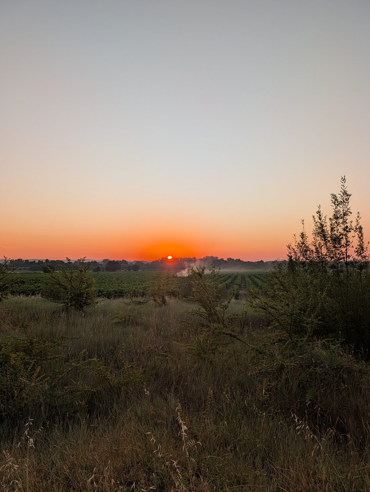 Lever de soleil orange sur les vignes du Gard, depuis un chemin