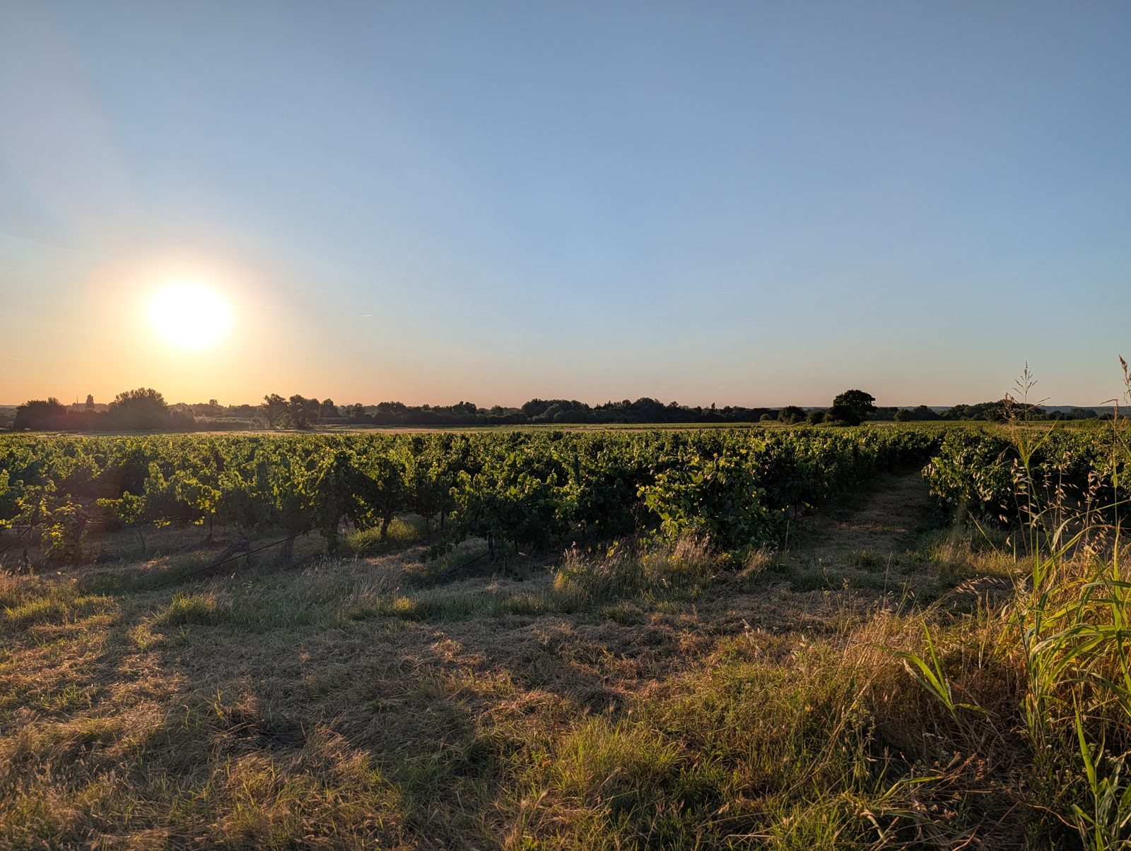 Lever de soleil sur les vignes du Gard, herbes dorées au premier plan
